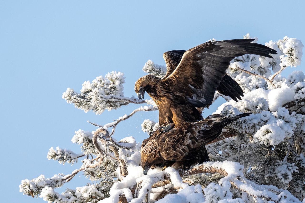 Steenarend (Finland). Foto van Wiel Arets.